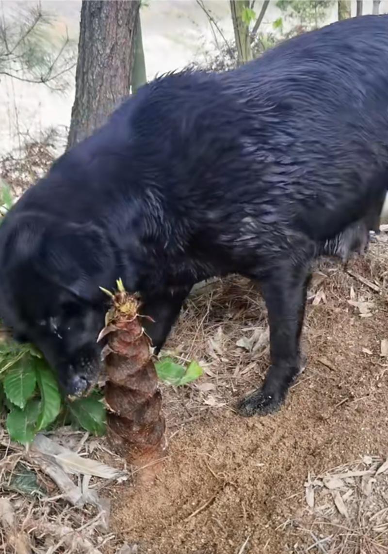 狗狗可以吃竹笋吗_泰迪狗狗可以吃竹笋吗-第3张图片-后鲨宠物 狗狗可以吃竹笋吗_泰迪狗狗可以吃竹笋吗-第3张图片-后鲨宠物