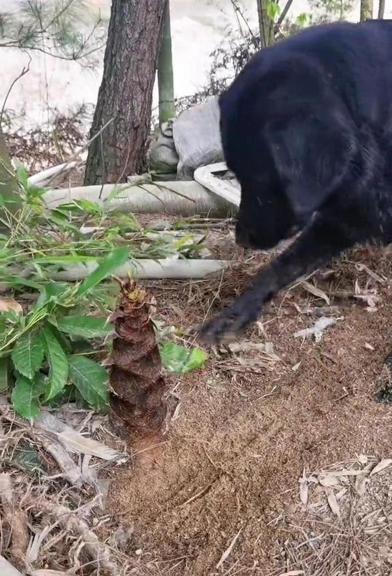 狗狗可以吃竹笋吗_泰迪狗狗可以吃竹笋吗-第5张图片-后鲨宠物 狗狗可以吃竹笋吗_泰迪狗狗可以吃竹笋吗-第5张图片-后鲨宠物