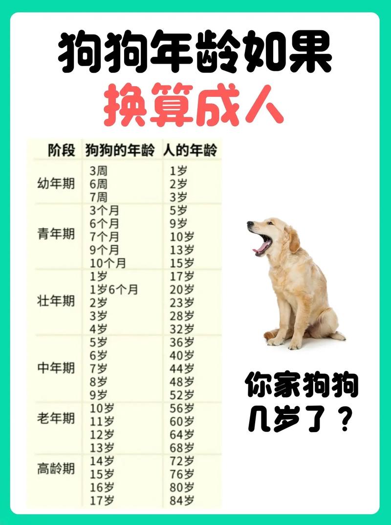 狗狗1岁相当于人的几岁,狗狗6岁相当人多少岁-第6张图片-后鲨宠物 狗狗1岁相当于人的几岁,狗狗6岁相当人多少岁-第6张图片-后鲨宠物