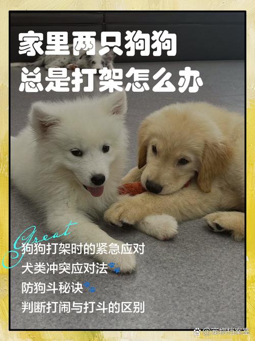 两只狗狗打架怎么办,2只狗打架-第3张图片-后鲨宠物 两只狗狗打架怎么办,2只狗打架-第3张图片-后鲨宠物