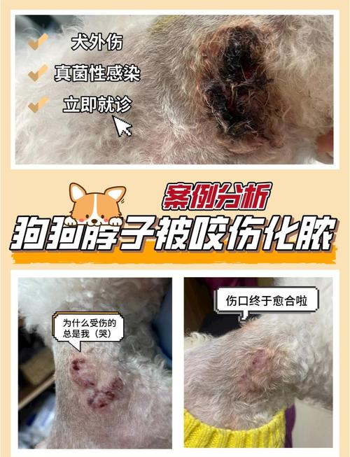 狗狗破皮可以自愈吗,狗狗破皮的地方还会长毛吗?-第2张图片-后鲨宠物 狗狗破皮可以自愈吗,狗狗破皮的地方还会长毛吗?-第2张图片-后鲨宠物