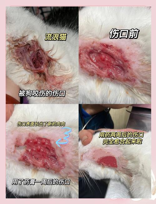 狗狗破皮可以自愈吗,狗狗破皮的地方还会长毛吗?-第5张图片-后鲨宠物 狗狗破皮可以自愈吗,狗狗破皮的地方还会长毛吗?-第5张图片-后鲨宠物