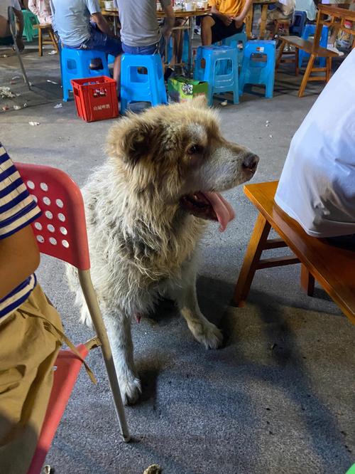 狗狗寄存一天多少钱，寄存狗狗注意事项？-第6张图片-后鲨宠物