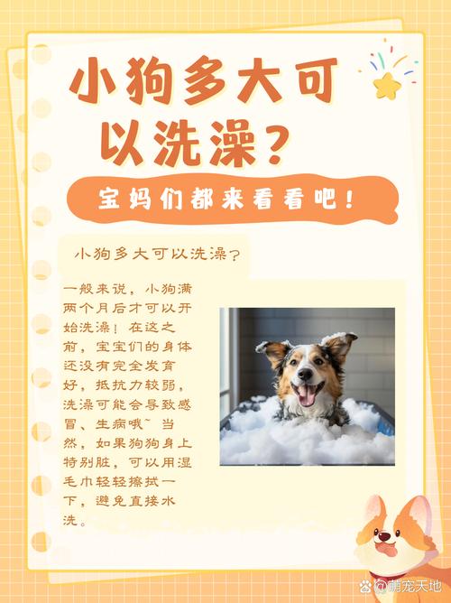 狗狗多大才能洗澡,狗狗多大就能洗澡?-第3张图片-后鲨宠物 狗狗多大才能洗澡,狗狗多大就能洗澡?-第3张图片-后鲨宠物