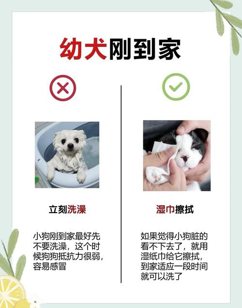 狗狗多大才能洗澡,狗狗多大就能洗澡?-第4张图片-后鲨宠物 狗狗多大才能洗澡,狗狗多大就能洗澡?-第4张图片-后鲨宠物