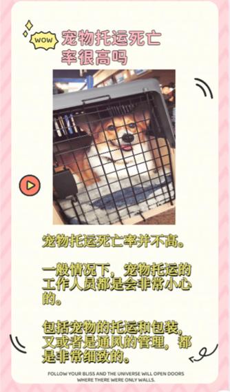 狗狗飞机托运安全吗,狗狗飞机托运安全吗多少钱?-第1张图片-后鲨宠物 狗狗飞机托运安全吗,狗狗飞机托运安全吗多少钱?-第1张图片-后鲨宠物