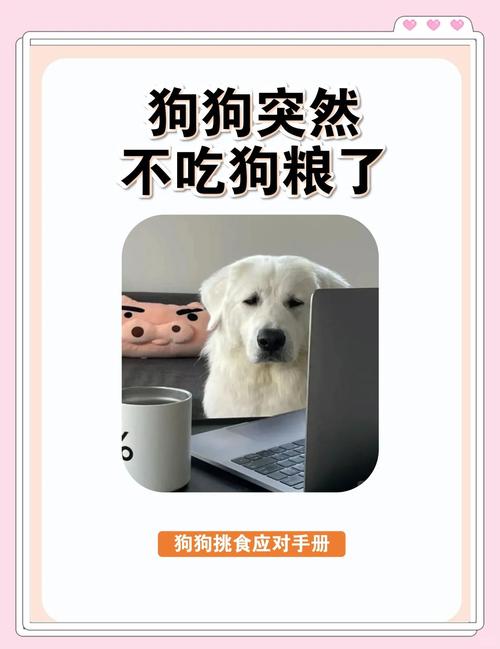 狗狗换狗粮不吃怎么办_狗狗换粮后不吃东西怎么办-第2张图片-后鲨宠物 狗狗换狗粮不吃怎么办_狗狗换粮后不吃东西怎么办-第2张图片-后鲨宠物