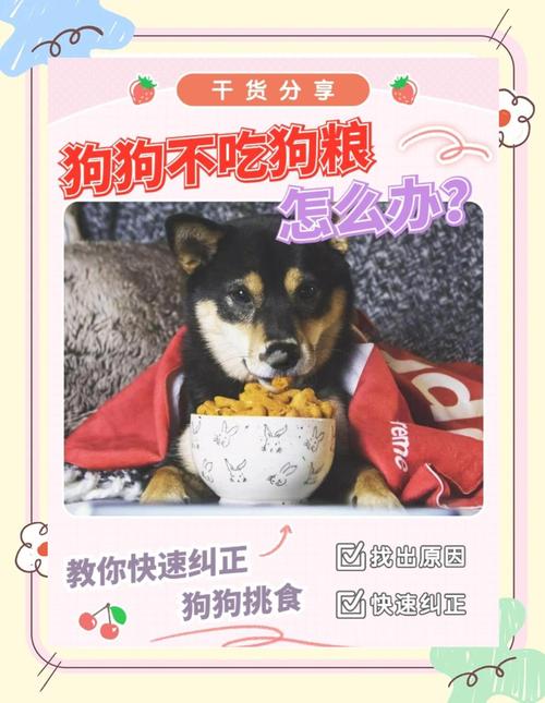 狗狗换狗粮不吃怎么办_狗狗换粮后不吃东西怎么办-第3张图片-后鲨宠物 狗狗换狗粮不吃怎么办_狗狗换粮后不吃东西怎么办-第3张图片-后鲨宠物