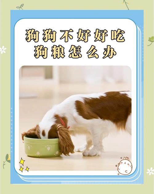 狗狗换狗粮不吃怎么办_狗狗换粮后不吃东西怎么办-第4张图片-后鲨宠物 狗狗换狗粮不吃怎么办_狗狗换粮后不吃东西怎么办-第4张图片-后鲨宠物