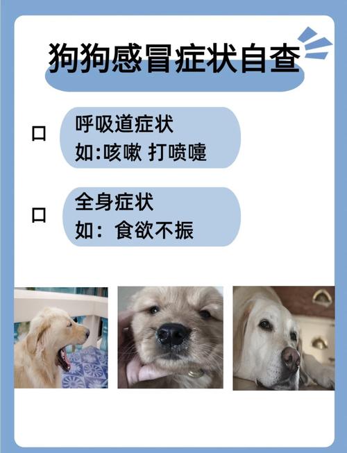 狗狗感冒什么症状,泰迪狗狗感冒了什么症状-第4张图片-后鲨宠物 狗狗感冒什么症状,泰迪狗狗感冒了什么症状-第4张图片-后鲨宠物