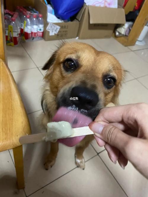 狗狗能吃绿豆雪糕吗,狗能吃绿豆冰激凌吗?-第5张图片-后鲨宠物 狗狗能吃绿豆雪糕吗,狗能吃绿豆冰激凌吗?-第5张图片-后鲨宠物