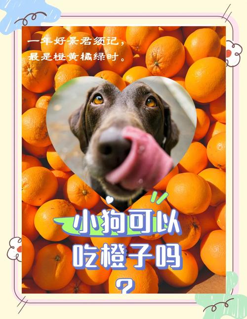 狗狗能吃橘子嘛,狗狗能吃橘子么?-第1张图片-后鲨宠物 狗狗能吃橘子嘛,狗狗能吃橘子么?-第1张图片-后鲨宠物