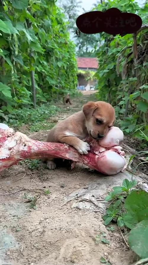  狗狗多大可以吃磨牙棒，狗狗多大吃磨牙棒啊-第1张图片-后鲨宠物