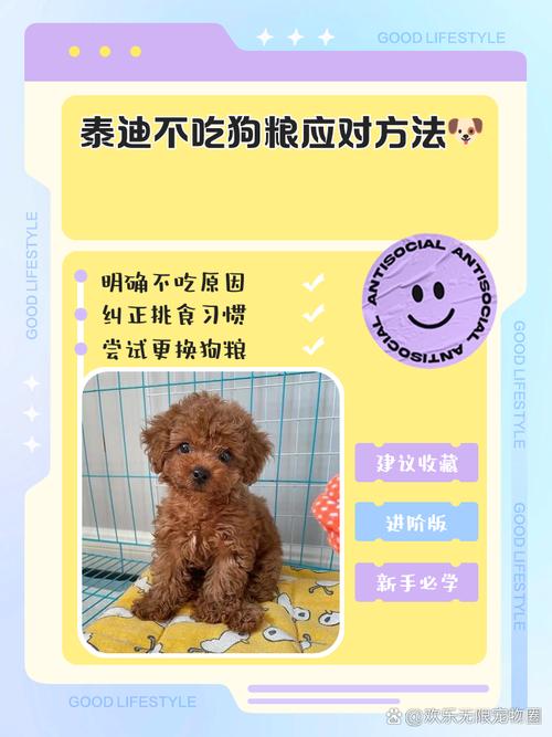 泰迪狗狗不吃狗粮怎么办_泰迪就是不吃狗粮怎么办-第3张图片-后鲨宠物