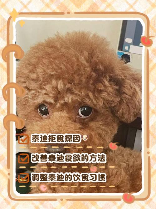 泰迪狗狗不吃狗粮怎么办_泰迪就是不吃狗粮怎么办-第4张图片-后鲨宠物