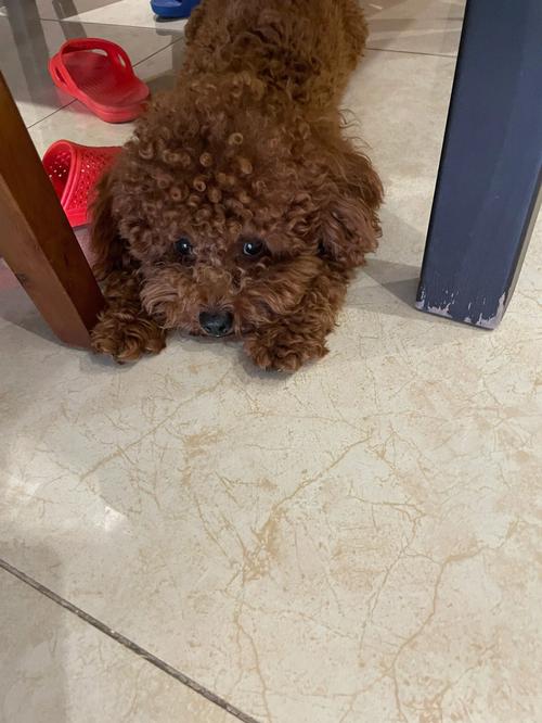 泰迪狗狗不吃狗粮怎么办_泰迪就是不吃狗粮怎么办-第5张图片-后鲨宠物