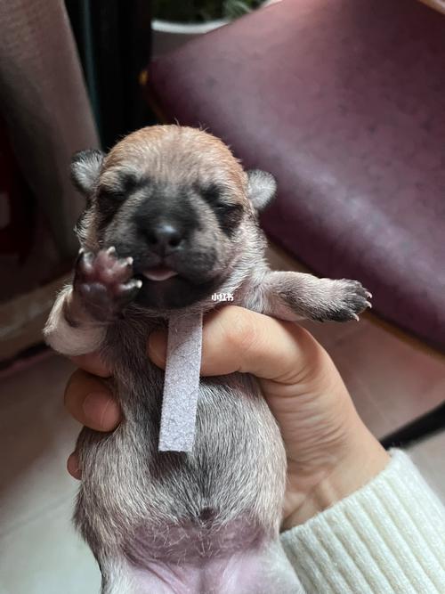 狗狗能喝金银花露吗,狗喝金银花露可以去泪痕吗-第5张图片-后鲨宠物 狗狗能喝金银花露吗,狗喝金银花露可以去泪痕吗-第5张图片-后鲨宠物