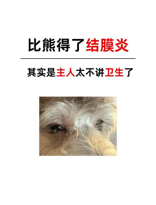 狗狗能喝金银花露吗,狗喝金银花露可以去泪痕吗-第6张图片-后鲨宠物 狗狗能喝金银花露吗,狗喝金银花露可以去泪痕吗-第6张图片-后鲨宠物