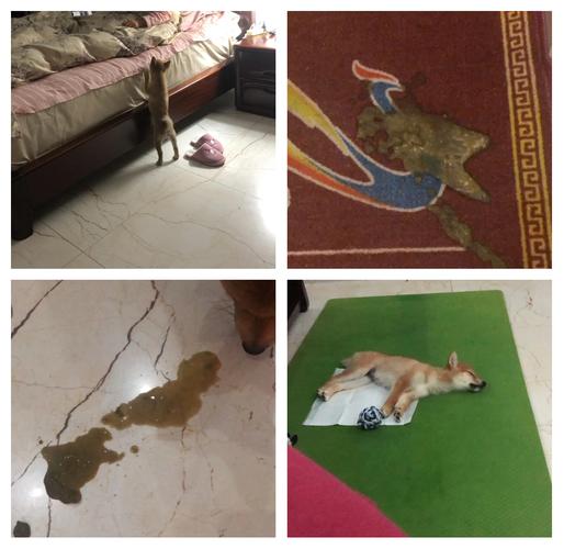 狗狗得细小是什么症状_细小一般第几天死亡-第2张图片-后鲨宠物 狗狗得细小是什么症状_细小一般第几天死亡-第2张图片-后鲨宠物