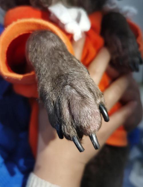 狗狗脚肿了怎么回事,狗狗脚肿了怎么回事图片-第5张图片-后鲨宠物 狗狗脚肿了怎么回事,狗狗脚肿了怎么回事图片-第5张图片-后鲨宠物