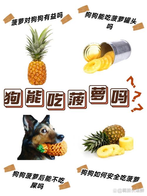 狗狗可以吃凤梨吗_狗狗可以吃凤梨吗边牧-第2张图片-后鲨宠物 狗狗可以吃凤梨吗_狗狗可以吃凤梨吗边牧-第2张图片-后鲨宠物