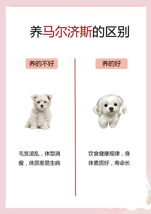 狗狗吃多了吐了怎么办,狗狗吃多了吐了怎么办精神不好-第5张图片-后鲨宠物 狗狗吃多了吐了怎么办,狗狗吃多了吐了怎么办精神不好-第5张图片-后鲨宠物