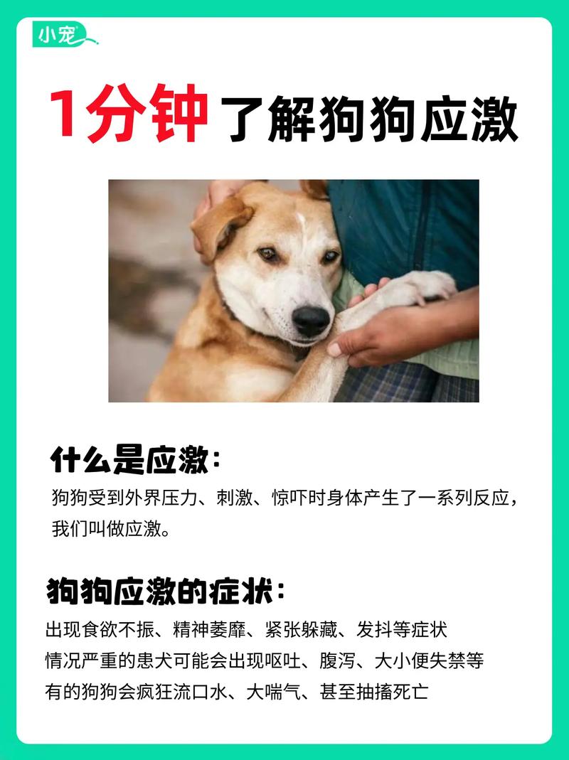 狗狗能吃冰淇淋吗,狗能吃冰淇淋不?-第2张图片-后鲨宠物 狗狗能吃冰淇淋吗,狗能吃冰淇淋不?-第2张图片-后鲨宠物