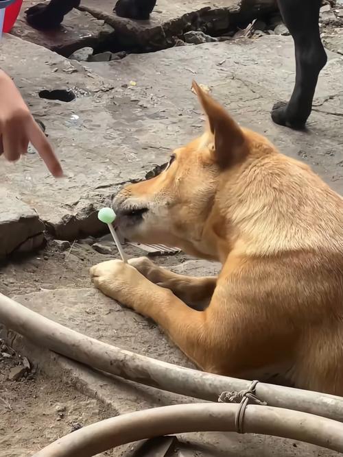 狗狗能吃棒棒糖吗_狗狗能不能吃棒棒糖?-第1张图片-后鲨宠物 狗狗能吃棒棒糖吗_狗狗能不能吃棒棒糖?-第1张图片-后鲨宠物