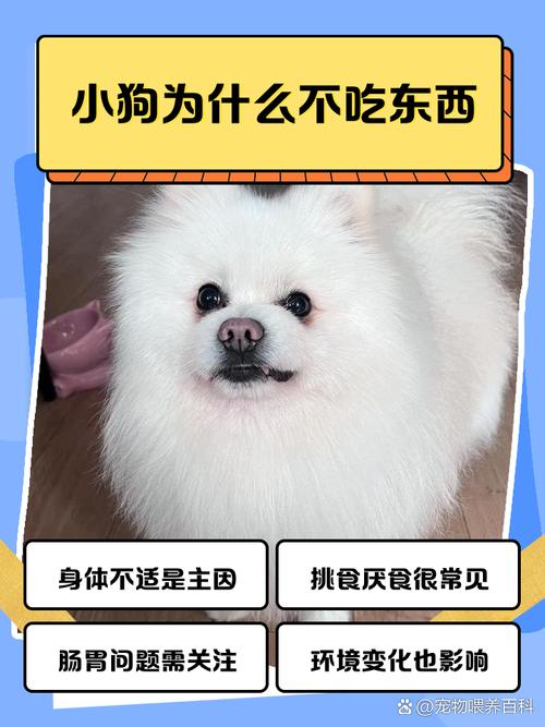 狗狗能吃棒棒糖吗_狗狗能不能吃棒棒糖?-第2张图片-后鲨宠物 狗狗能吃棒棒糖吗_狗狗能不能吃棒棒糖?-第2张图片-后鲨宠物