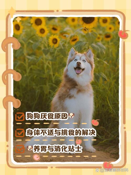 狗狗能吃棒棒糖吗_狗狗能不能吃棒棒糖?-第5张图片-后鲨宠物 狗狗能吃棒棒糖吗_狗狗能不能吃棒棒糖?-第5张图片-后鲨宠物