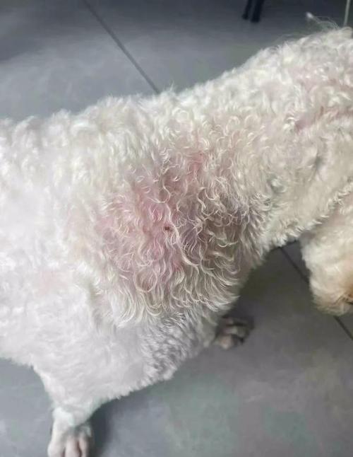 狗狗身上长黑斑是怎么回事,狗狗身上长一块块黑色的斑块是什么原因?-第3张图片-后鲨宠物 狗狗身上长黑斑是怎么回事,狗狗身上长一块块黑色的斑块是什么原因?-第3张图片-后鲨宠物