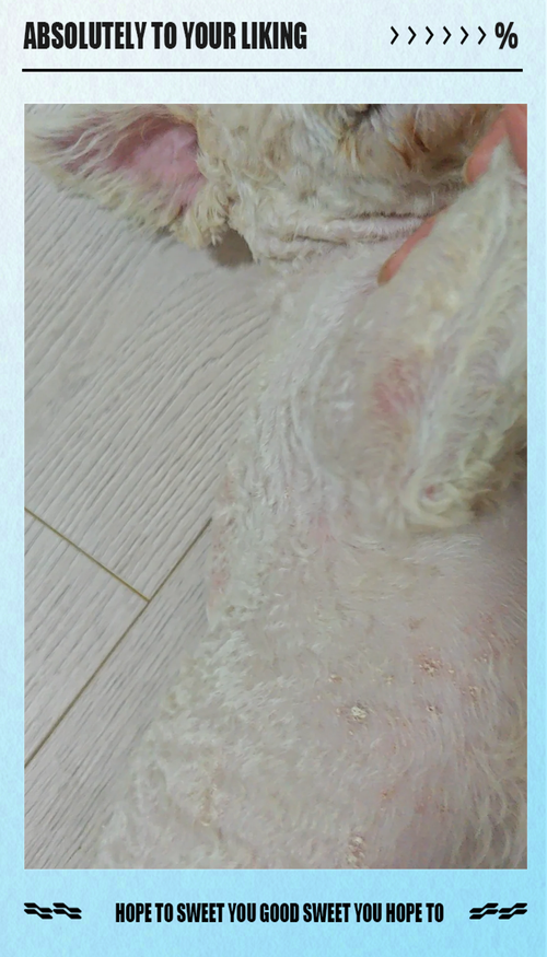 狗狗身上长黑斑是怎么回事,狗狗身上长一块块黑色的斑块是什么原因?-第5张图片-后鲨宠物 狗狗身上长黑斑是怎么回事,狗狗身上长一块块黑色的斑块是什么原因?-第5张图片-后鲨宠物