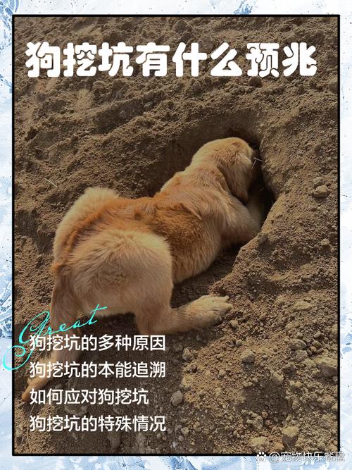 狗狗刨地板有什么征兆_狗狗刨地有什么不好的意义-第2张图片-后鲨宠物 狗狗刨地板有什么征兆_狗狗刨地有什么不好的意义-第2张图片-后鲨宠物