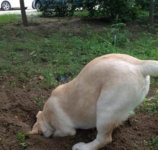 狗狗刨地板有什么征兆_狗狗刨地有什么不好的意义-第3张图片-后鲨宠物 狗狗刨地板有什么征兆_狗狗刨地有什么不好的意义-第3张图片-后鲨宠物