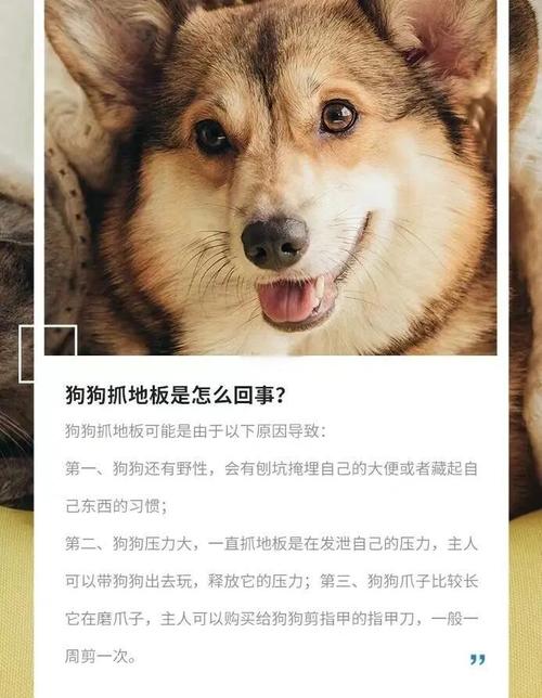 狗狗刨地板有什么征兆_狗狗刨地有什么不好的意义-第4张图片-后鲨宠物 狗狗刨地板有什么征兆_狗狗刨地有什么不好的意义-第4张图片-后鲨宠物