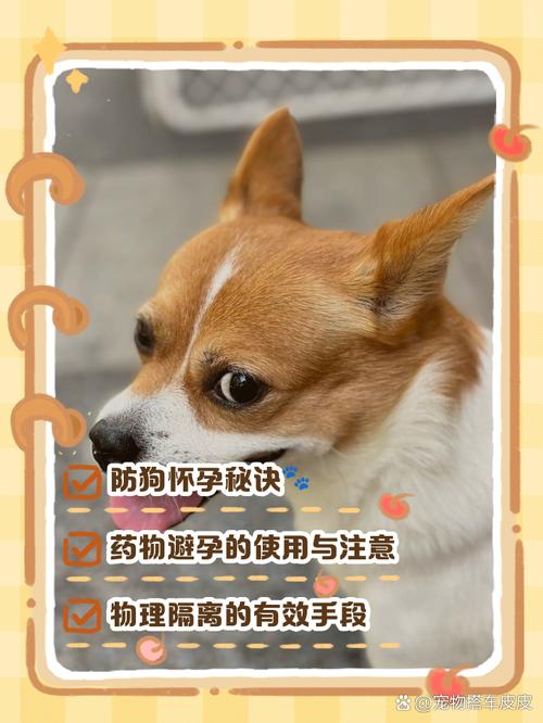 怎样防止狗狗怀孕_防止狗狗怀孕怀孕的办法-第2张图片-后鲨宠物 怎样防止狗狗怀孕_防止狗狗怀孕怀孕的办法-第2张图片-后鲨宠物