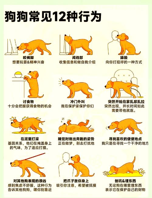 怎样防止狗狗怀孕_防止狗狗怀孕怀孕的办法-第3张图片-后鲨宠物 怎样防止狗狗怀孕_防止狗狗怀孕怀孕的办法-第3张图片-后鲨宠物