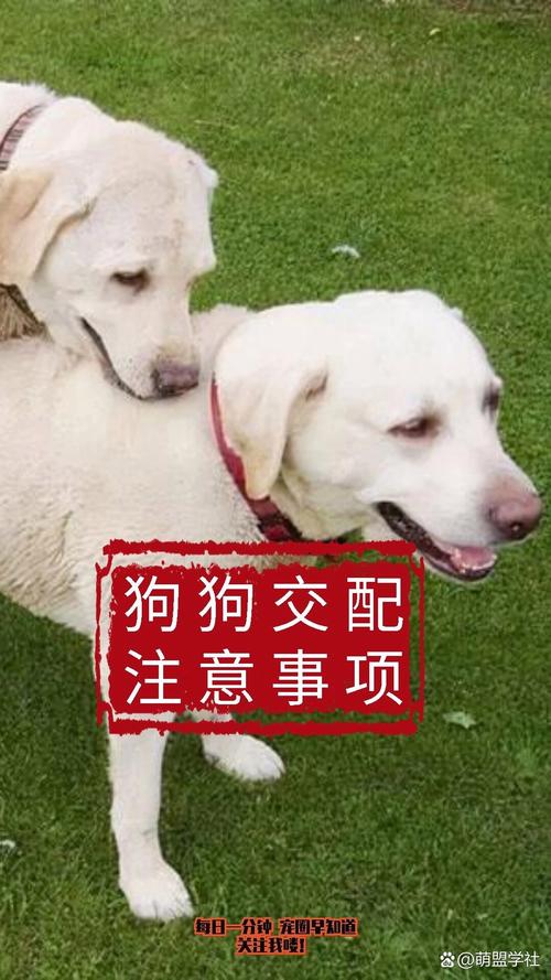 怎样防止狗狗怀孕_防止狗狗怀孕怀孕的办法-第4张图片-后鲨宠物 怎样防止狗狗怀孕_防止狗狗怀孕怀孕的办法-第4张图片-后鲨宠物