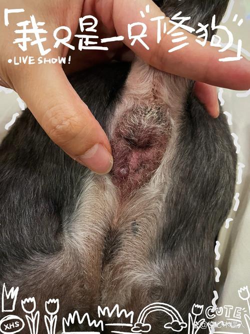 狗狗得痔疮怎么办,狗狗得痔疮怎么办吃什么药?-第3张图片-后鲨宠物 狗狗得痔疮怎么办,狗狗得痔疮怎么办吃什么药?-第3张图片-后鲨宠物