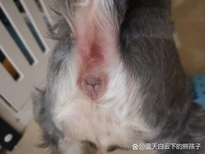 狗狗得痔疮怎么办,狗狗得痔疮怎么办吃什么药?-第4张图片-后鲨宠物 狗狗得痔疮怎么办,狗狗得痔疮怎么办吃什么药?-第4张图片-后鲨宠物
