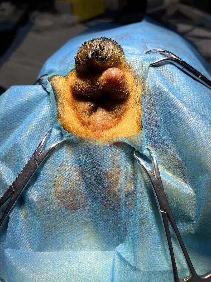 狗狗得痔疮怎么办,狗狗得痔疮怎么办吃什么药?-第6张图片-后鲨宠物 狗狗得痔疮怎么办,狗狗得痔疮怎么办吃什么药?-第6张图片-后鲨宠物