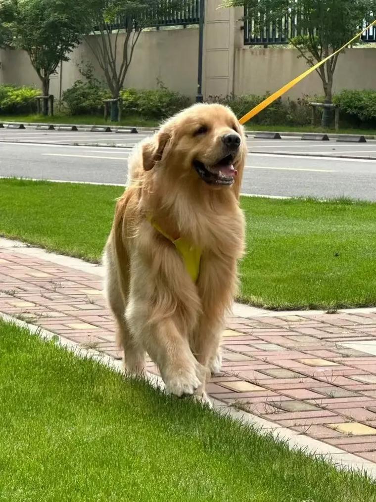 狗狗多大可以遛狗_狗狗多大了可以溜-第3张图片-后鲨宠物 狗狗多大可以遛狗_狗狗多大了可以溜-第3张图片-后鲨宠物