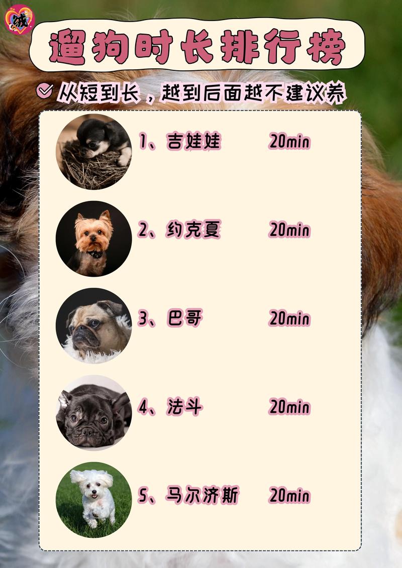 狗狗多大可以遛狗_狗狗多大了可以溜-第4张图片-后鲨宠物 狗狗多大可以遛狗_狗狗多大了可以溜-第4张图片-后鲨宠物