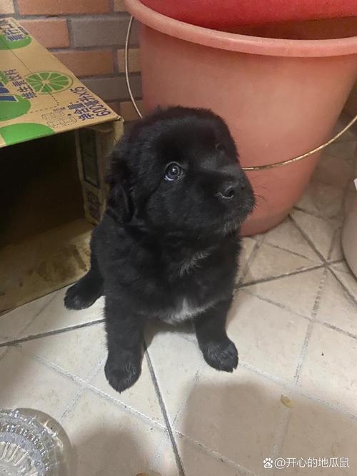 狗狗霸气的名字,狗狗霸气的名字网红-第1张图片-后鲨宠物 狗狗霸气的名字,狗狗霸气的名字网红-第1张图片-后鲨宠物