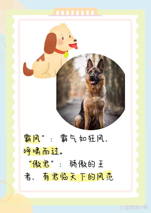 狗狗霸气的名字,狗狗霸气的名字网红-第6张图片-后鲨宠物 狗狗霸气的名字,狗狗霸气的名字网红-第6张图片-后鲨宠物