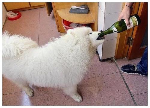 给狗狗喝酒会怎么样,狗狗喝酒会怎么样好不好?-第2张图片-后鲨宠物 给狗狗喝酒会怎么样,狗狗喝酒会怎么样好不好?-第2张图片-后鲨宠物