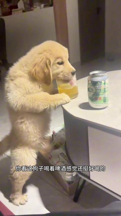 给狗狗喝酒会怎么样,狗狗喝酒会怎么样好不好?-第3张图片-后鲨宠物 给狗狗喝酒会怎么样,狗狗喝酒会怎么样好不好?-第3张图片-后鲨宠物