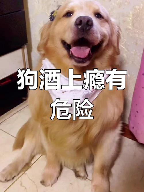 给狗狗喝酒会怎么样,狗狗喝酒会怎么样好不好?-第5张图片-后鲨宠物 给狗狗喝酒会怎么样,狗狗喝酒会怎么样好不好?-第5张图片-后鲨宠物