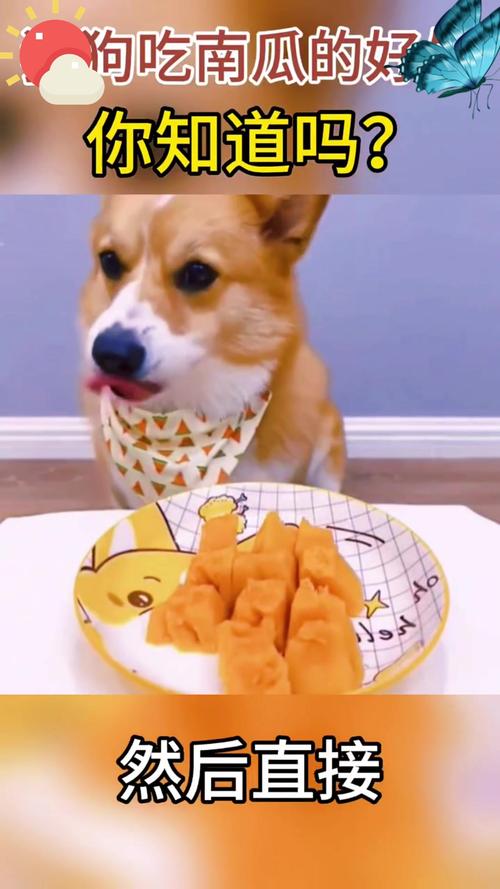 狗狗能吃窝瓜吗_狗狗能吃窝窝头吗-第2张图片-后鲨宠物 狗狗能吃窝瓜吗_狗狗能吃窝窝头吗-第2张图片-后鲨宠物
