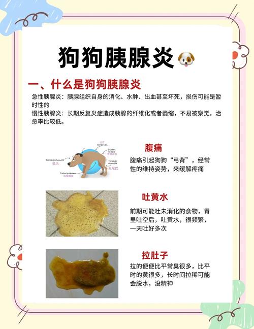 怎样判断狗狗得了胰腺炎,狗胰腺炎早期10个征兆-第5张图片-后鲨宠物 怎样判断狗狗得了胰腺炎,狗胰腺炎早期10个征兆-第5张图片-后鲨宠物